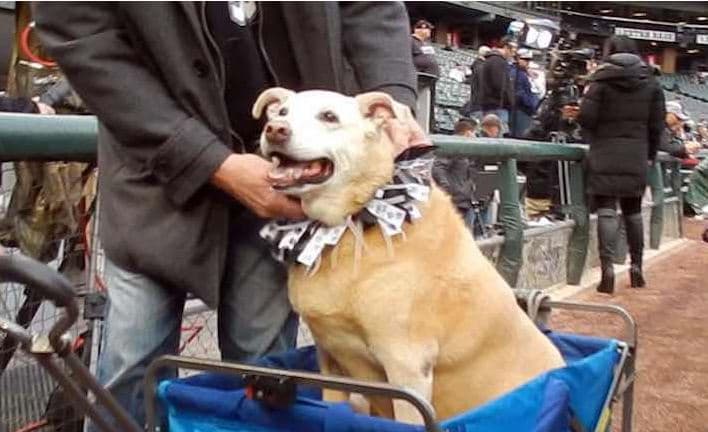 A pesar de la porra canina, los White Sox cayeron ante los Twins de Minnesota siete carreras por dos.
<br>