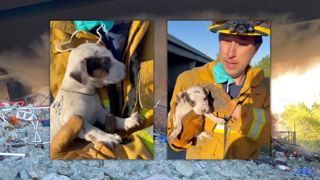 Bomberos apagan un incendio en un campamento de personas sin hogar y rescatan a un cachorro