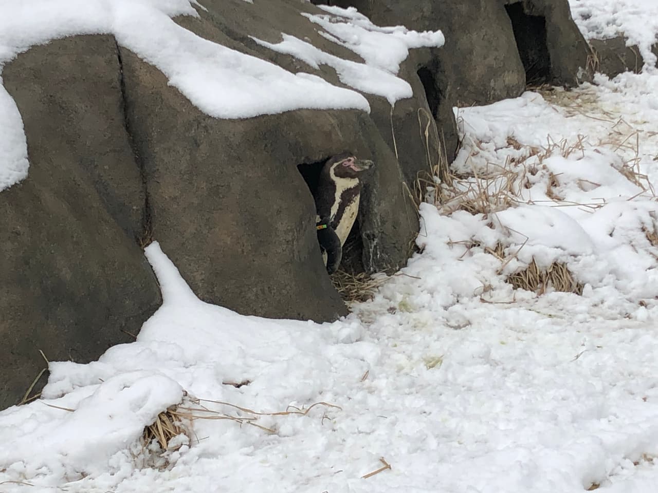 El proceso para salir del cascarón suele ser arduo y un poco largo, pues los polluelos tardan hasta 3 días en liberarse. Una vez que esto ocurre, los padres se turnan para cuidarlos y salir a buscar alimento durante unas 3 o 4 semanas.
<br>