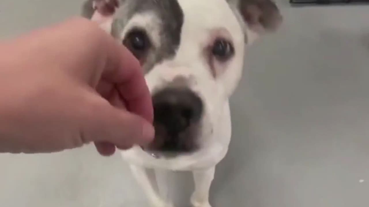 VIDEO: Perrito se reencuentra con su familia humana más de una década después de ser robado