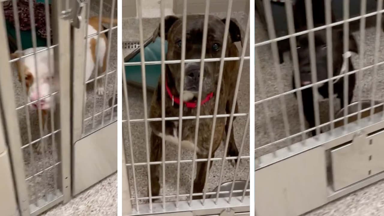 Más de 30 animales rescatados en una presunta red de peleas de perros en Gastonia