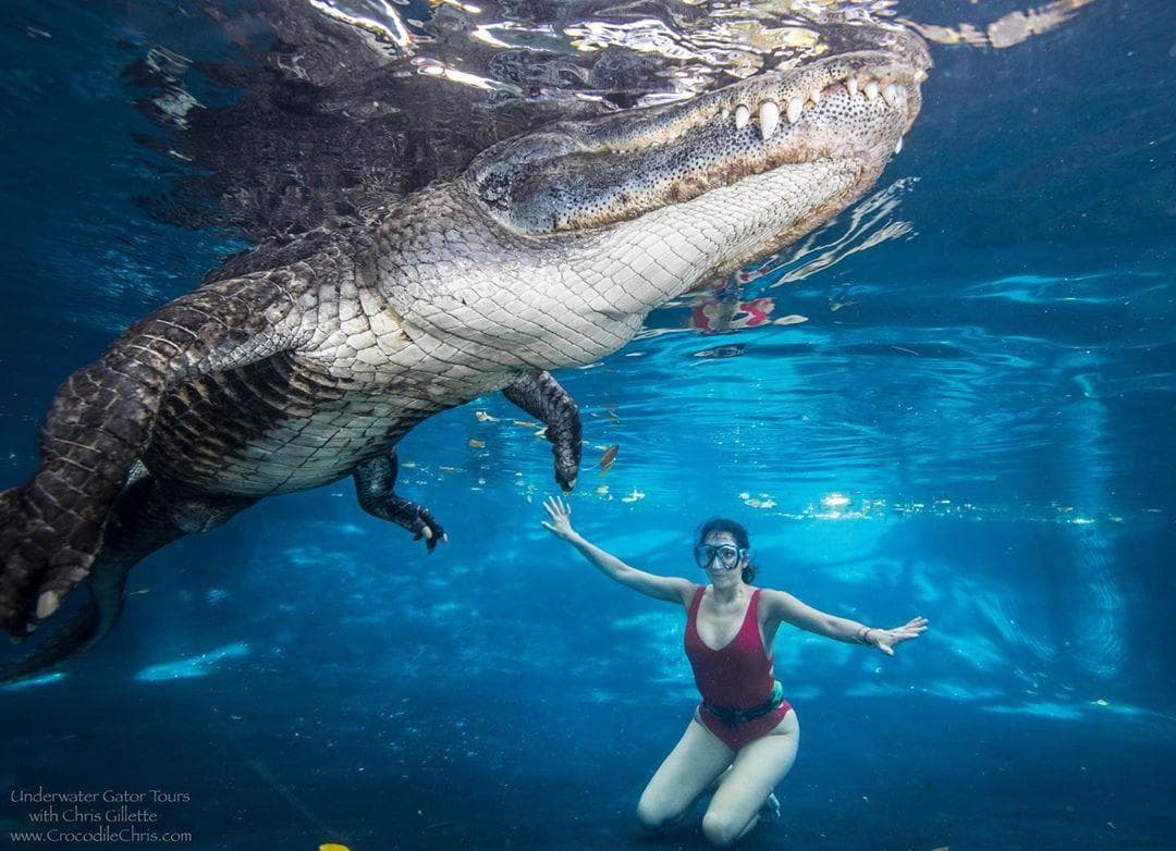 Esta no es la primera vez que la periodista tiene una hazaña con animales extraordinarios, ya que en agosto de 2019 se sumergió a un estanque en Florida para ver de cerca a un enorme caimán.