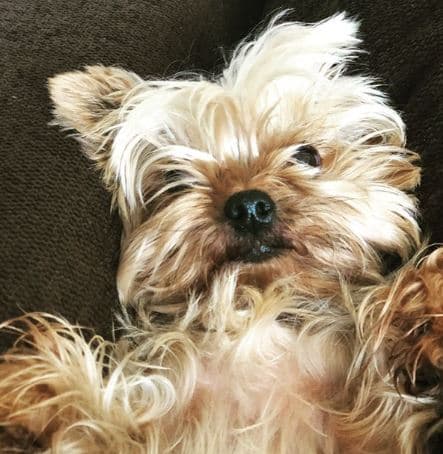 Los seguidores de Dominika lamentaron la muerte de Cocó y enviaron sus condolencias a Dominika, así como a la familia de la actriz.