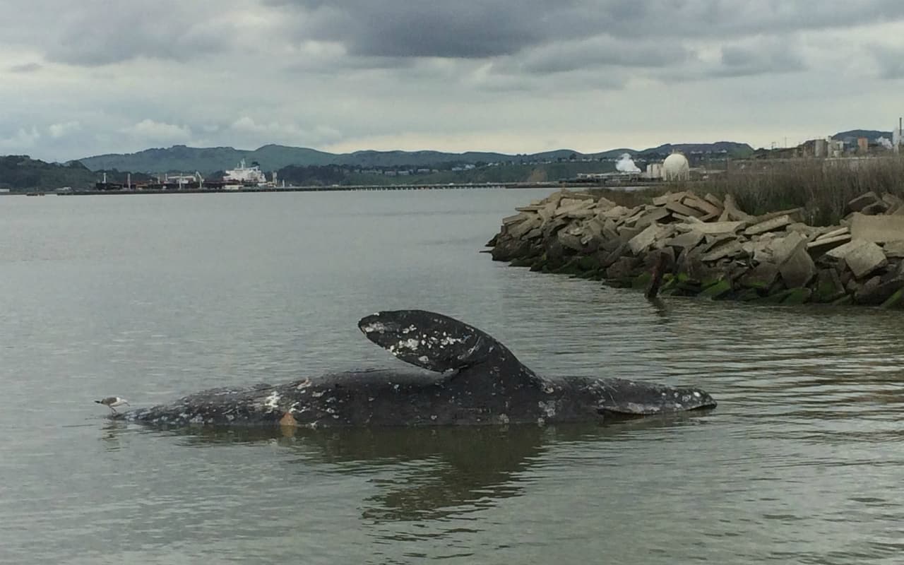 Su organización cree que las capas de hielo en el mar Ártico pueden estar forzando a las ballenas a viajar más al norte para encontrar comida. Como resultado de esto, su trayecto de migración a lo largo de la costa oeste hasta Baja California es mucho más largo.