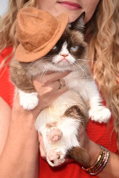 Esta gatita se hizo popular hace varios años, debido a su cara, ya que parecía estar siempre enojada y con el ceño fruncido.