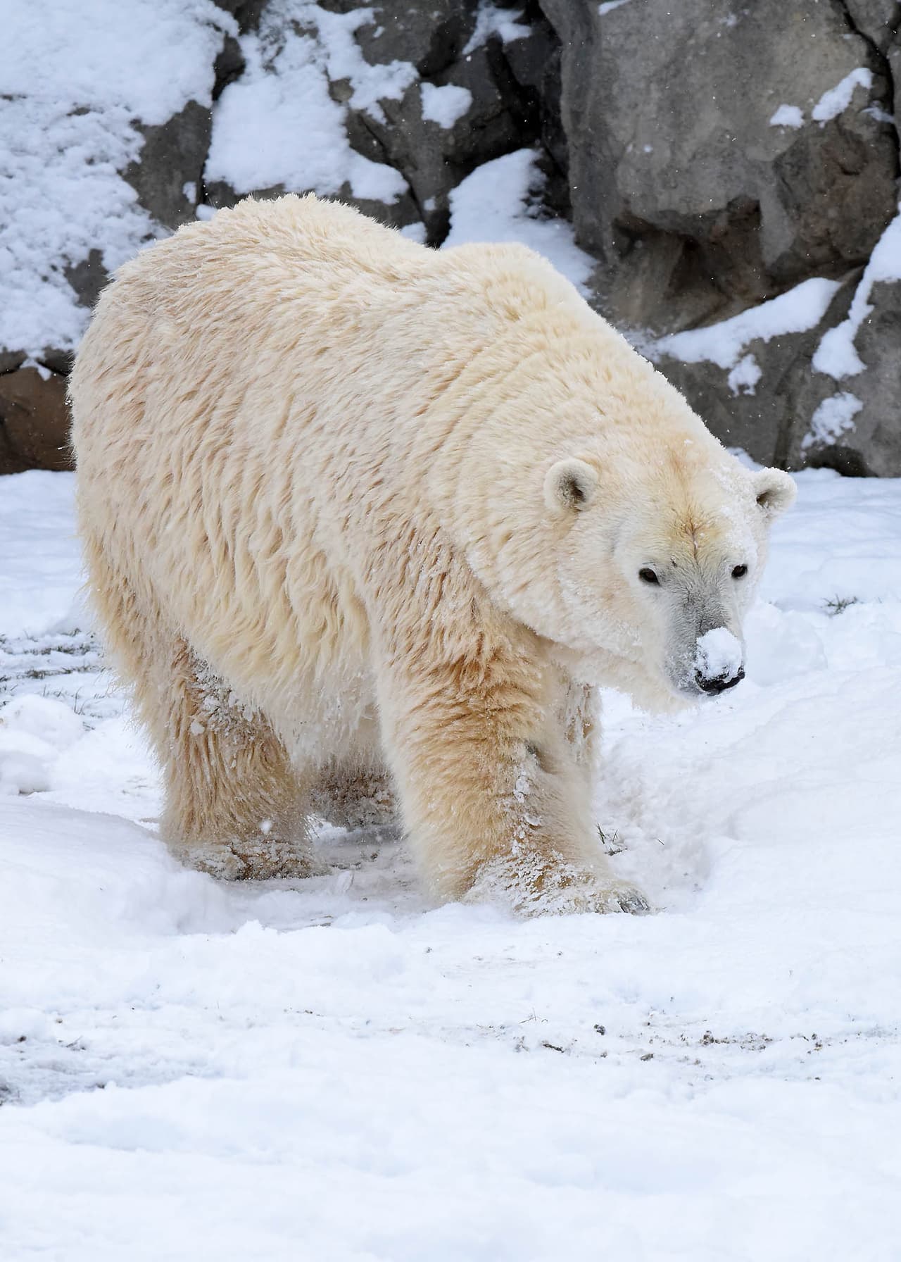 Especialmente para ciertos animales del zoológico Brookfield como los osos polares.
