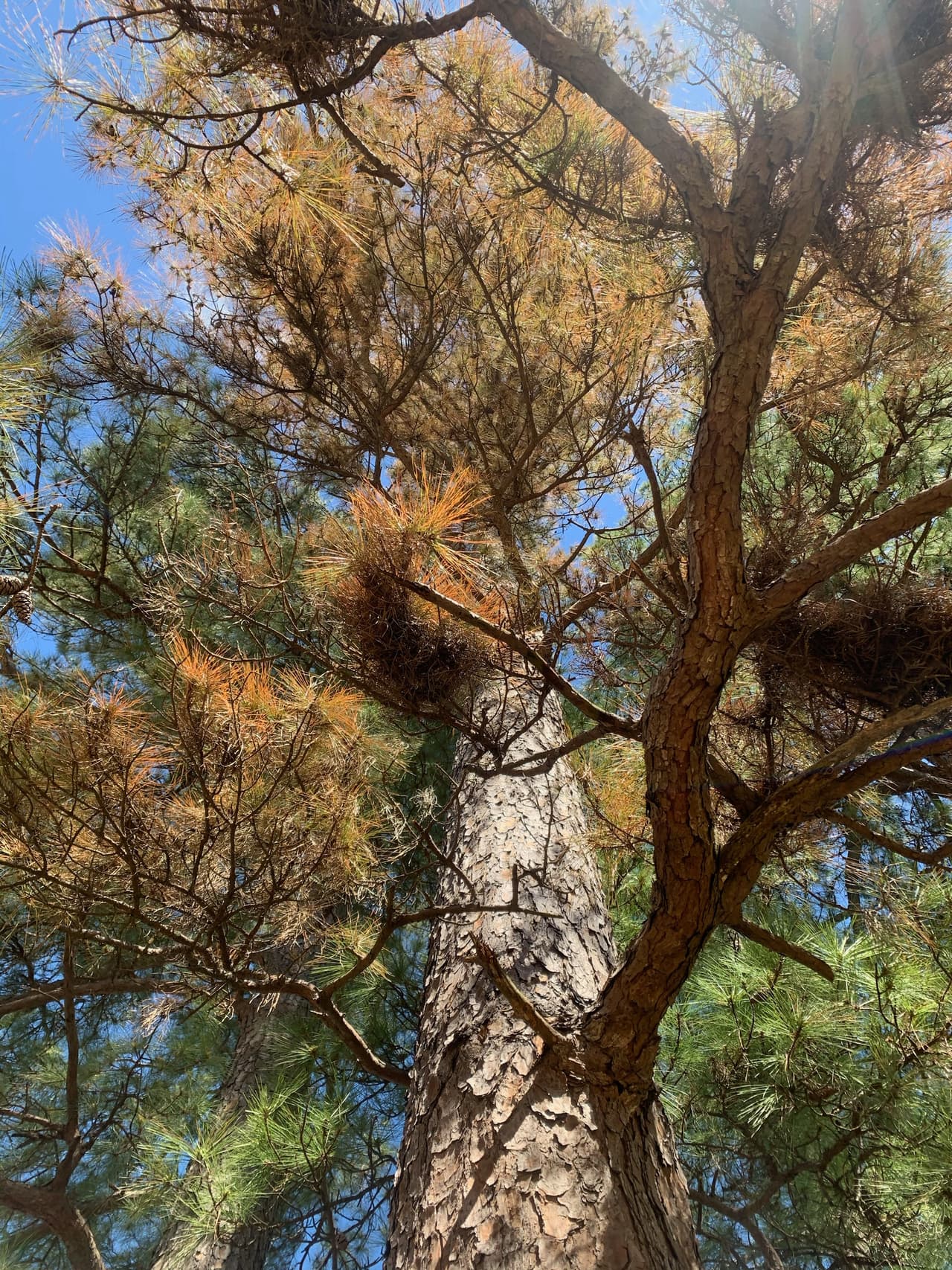 Los propietarios pueden ver síntomas de daños por congelación en algunos árboles, pero no en todos. Las especies de árboles difieren en lo que respecta a la tolerancia al congelamiento, ya que algunas pueden tolerar el frío extremo mejor que otras.