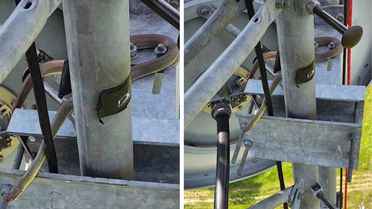 Edwin Danilo trabaja en la construcción y una serpiente lo sorprendió en las alturas hasta le tomó esta fotografía.