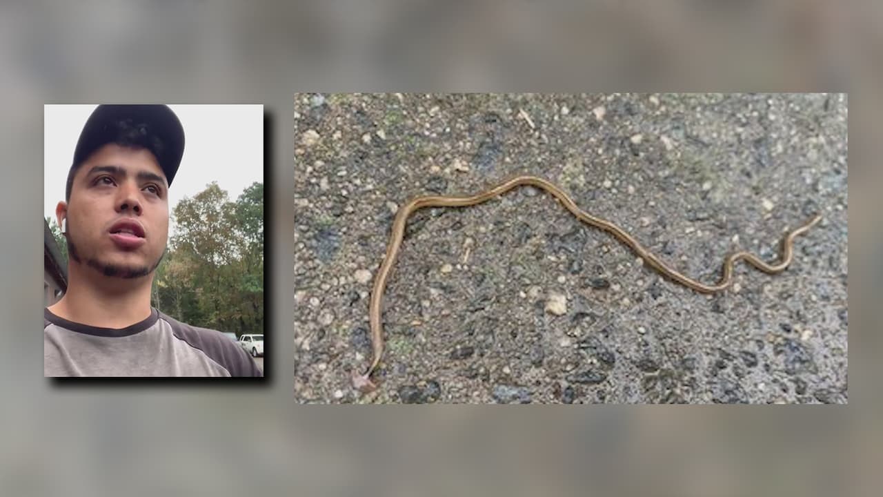 “La conseguí en la carretera”: Hispano cuenta cómo halló una lombriz cabeza de martillo