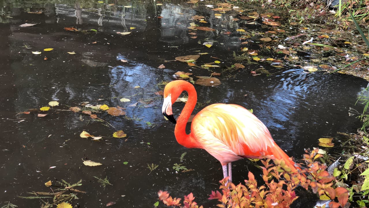 Descanso|Resulta curioso ver a los flamencos descansar porque lo hacen 
<b>de pie</b>, sobre una sola pata. Van cambiando de forma de manera inconsciente mientras duermen.
<br>