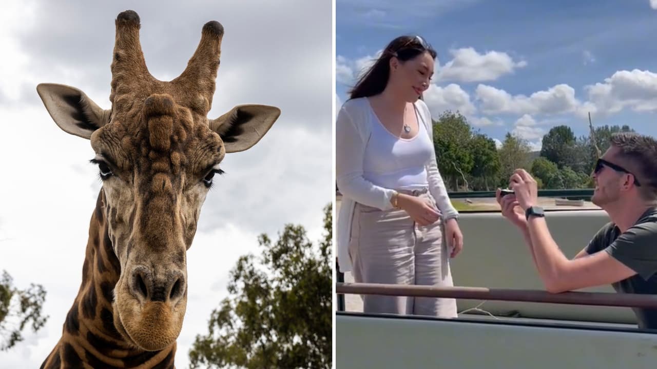 Jirafa arruinó una propuesta de matrimonio: lo que hizo no fue nada tierno (video)