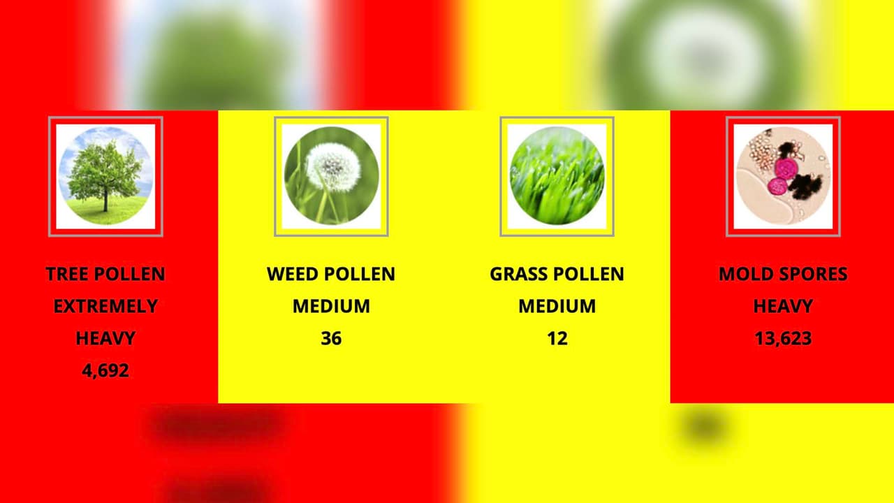 El Departamento de Salud de Houston cuenta con información sobre los niveles de polen en la ciudad, desde el más bajo hasta el más alto como el que se ha registrado este lunes.