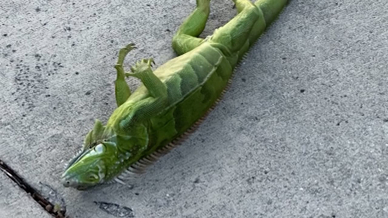 Iguanas congeladas en Florida: así se ven los récords de frío en la costa Este