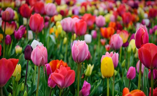 Assorted tulips in all colors, large picture