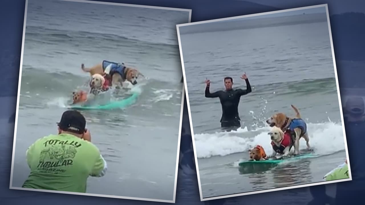“Ni siquiera puedo explicar su pasión por esto”: perros surfistas se roban el show en las playas del norte de California