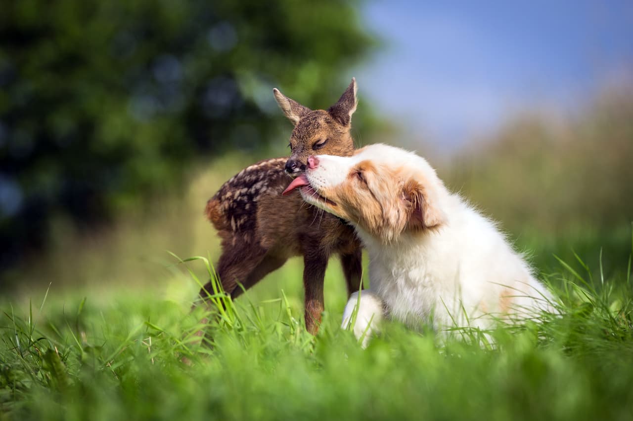 Los dos pasan el día jugando, se divierten y se dan muestras de cariño todo el tiempo.