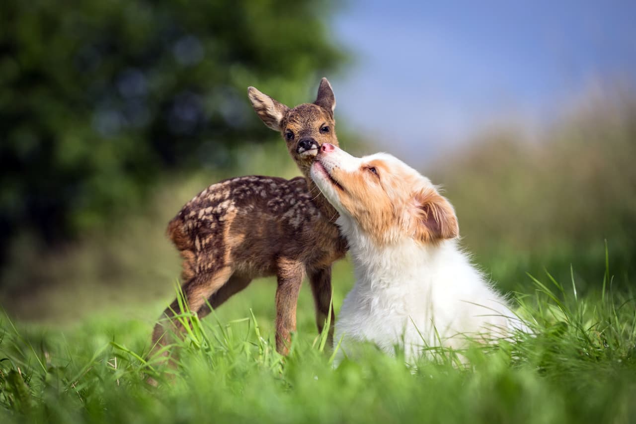 Nada menos que Lia, una cachorra de pastor autraliano.