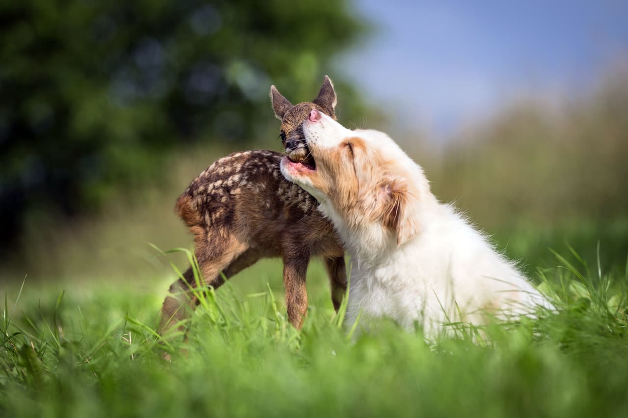 Han pasado tres semanas desde que Hansi llegó a la familia y estos dos animales han sido inseparables.
