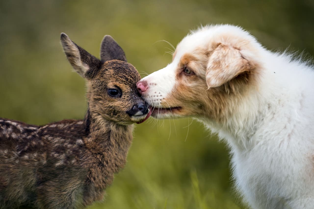 Estos dos animalitos se conocieron cuando el pequeño ciervo fue adoptado y desde entonces han sido los mejores amigos.