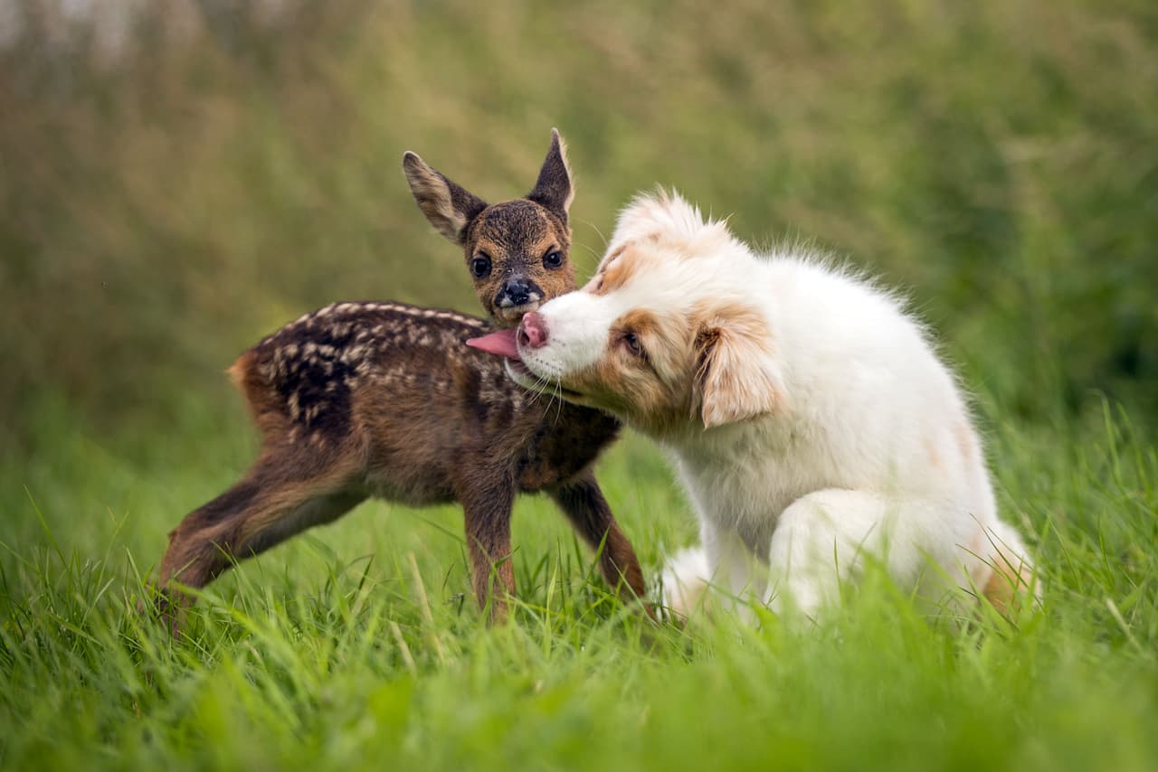 Esta linda cachorrita acogió al ciervo como si se tratara de un perro más.