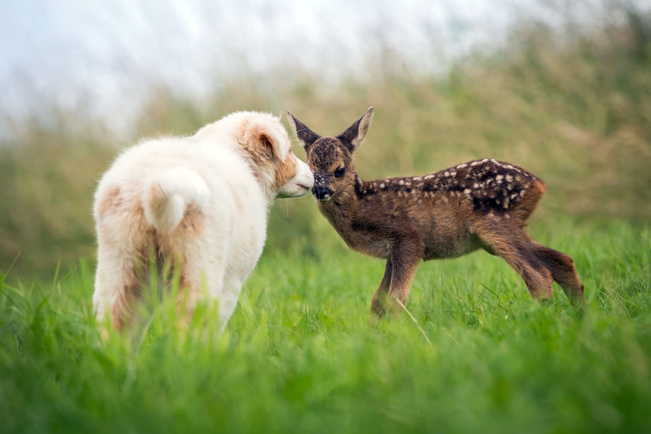 Lia, tiene 12 de semanas de edad y se ha convertido en la mejor amiga de Hansi.