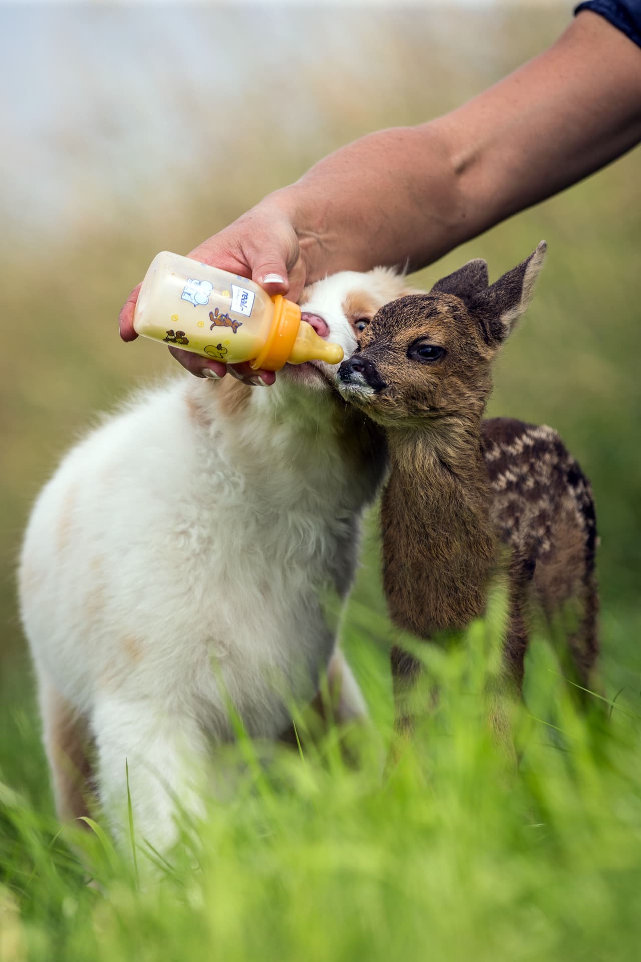 Lo alimentaron, le ayudaron a mejorar su salud y hasta lo nombraron Hansi.
