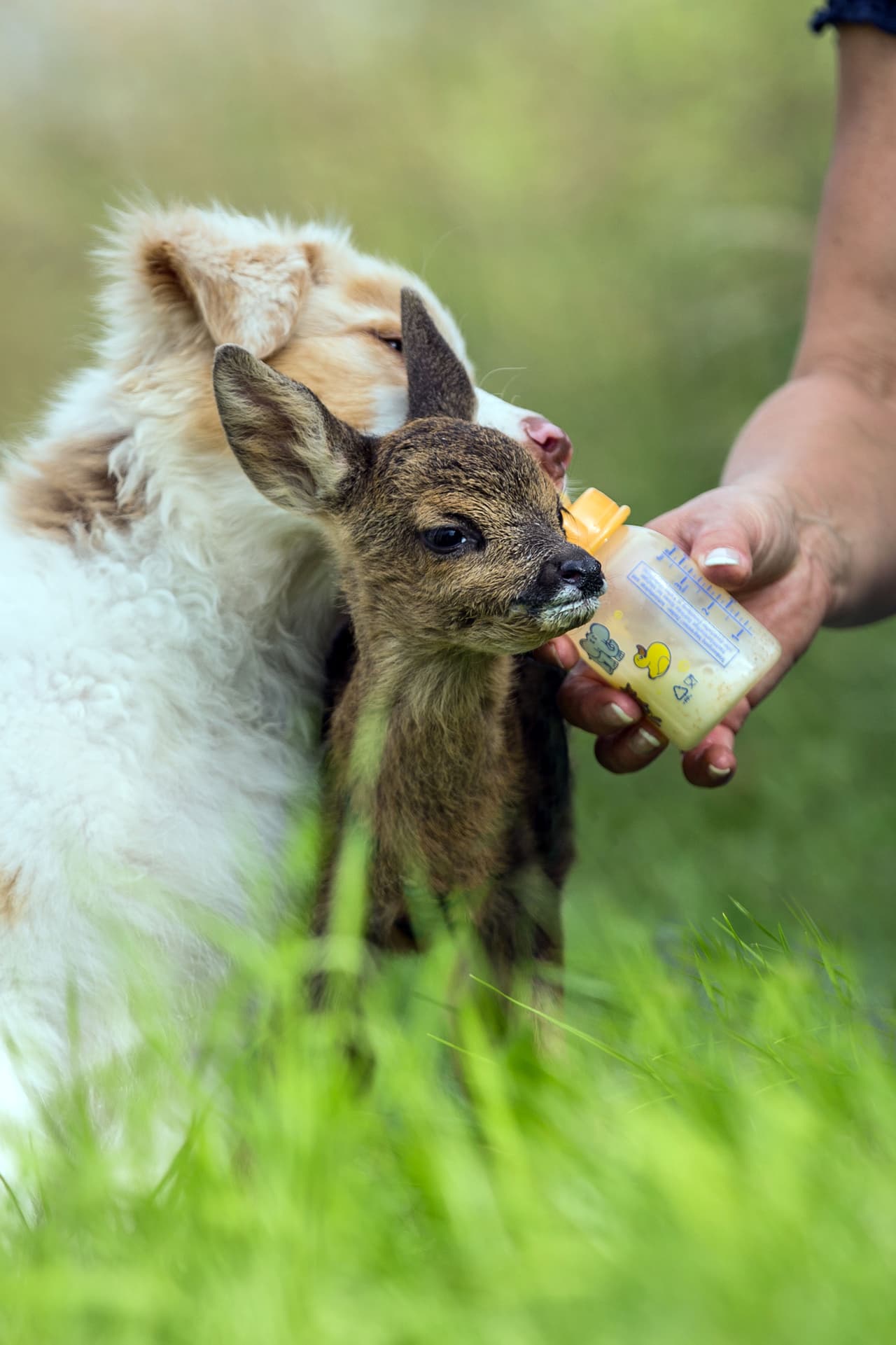 La familia lo acogió y cuidó de él como otro miembro más.