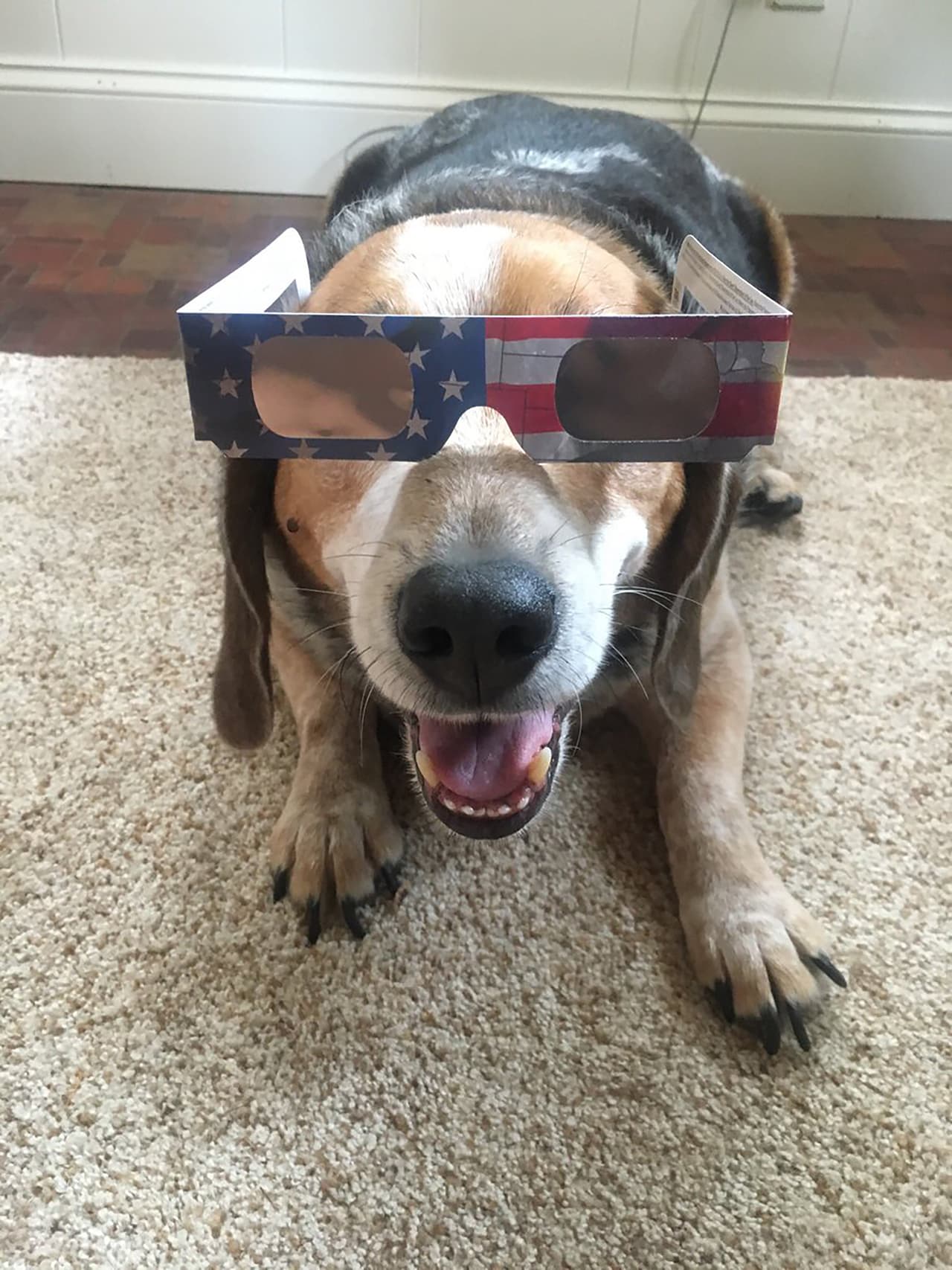 "Mi perro está listo para el eclipse #SolarEclispe2017".