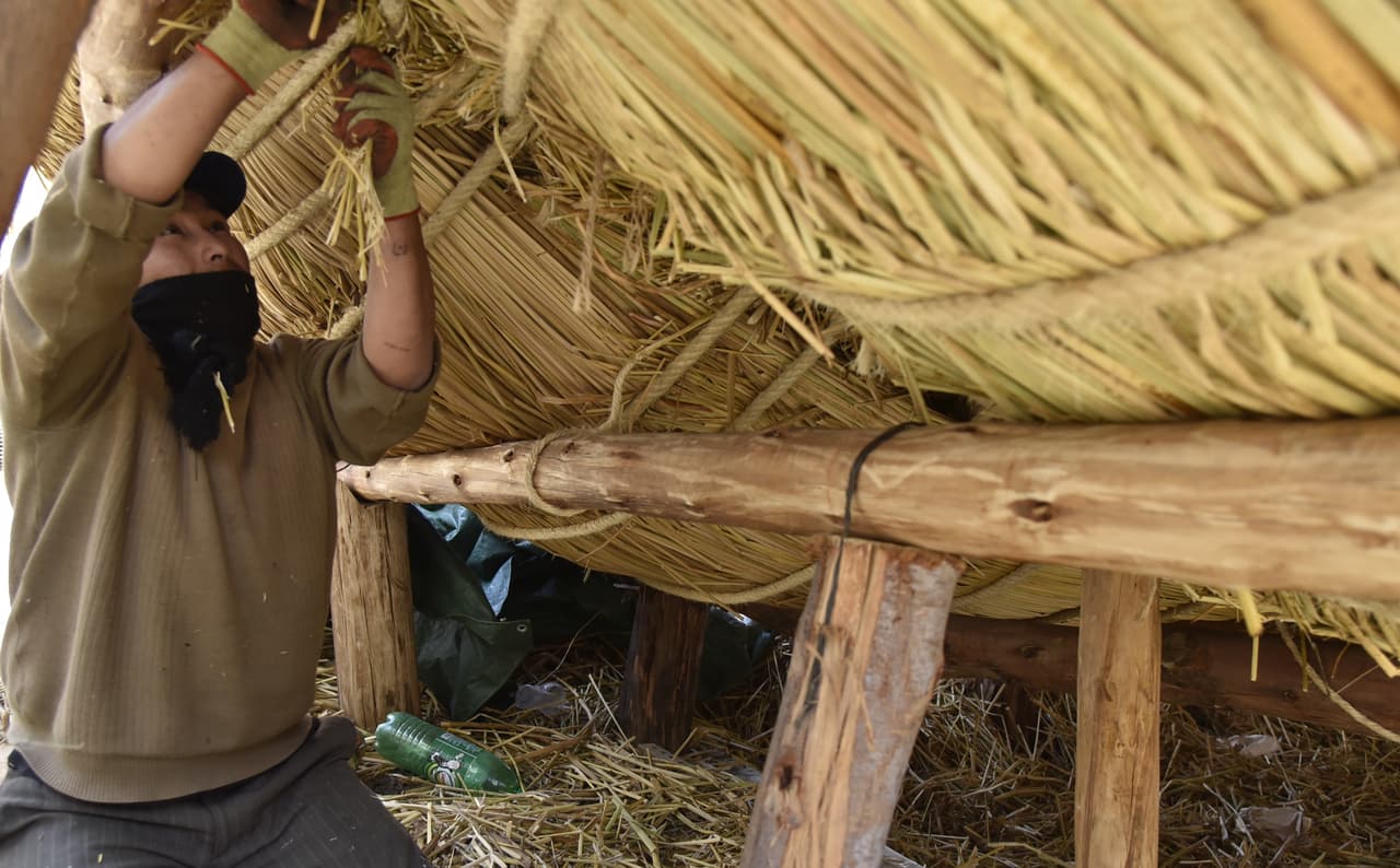 Este forraje ha sido tradicionalmente utilizado por los pescadores del Altiplano para construir sus "caballitos de totora", las embarcaciones que utilizan para trabajar. Esta costumbre ancestral, sin embargo, comienza a desaparecer.