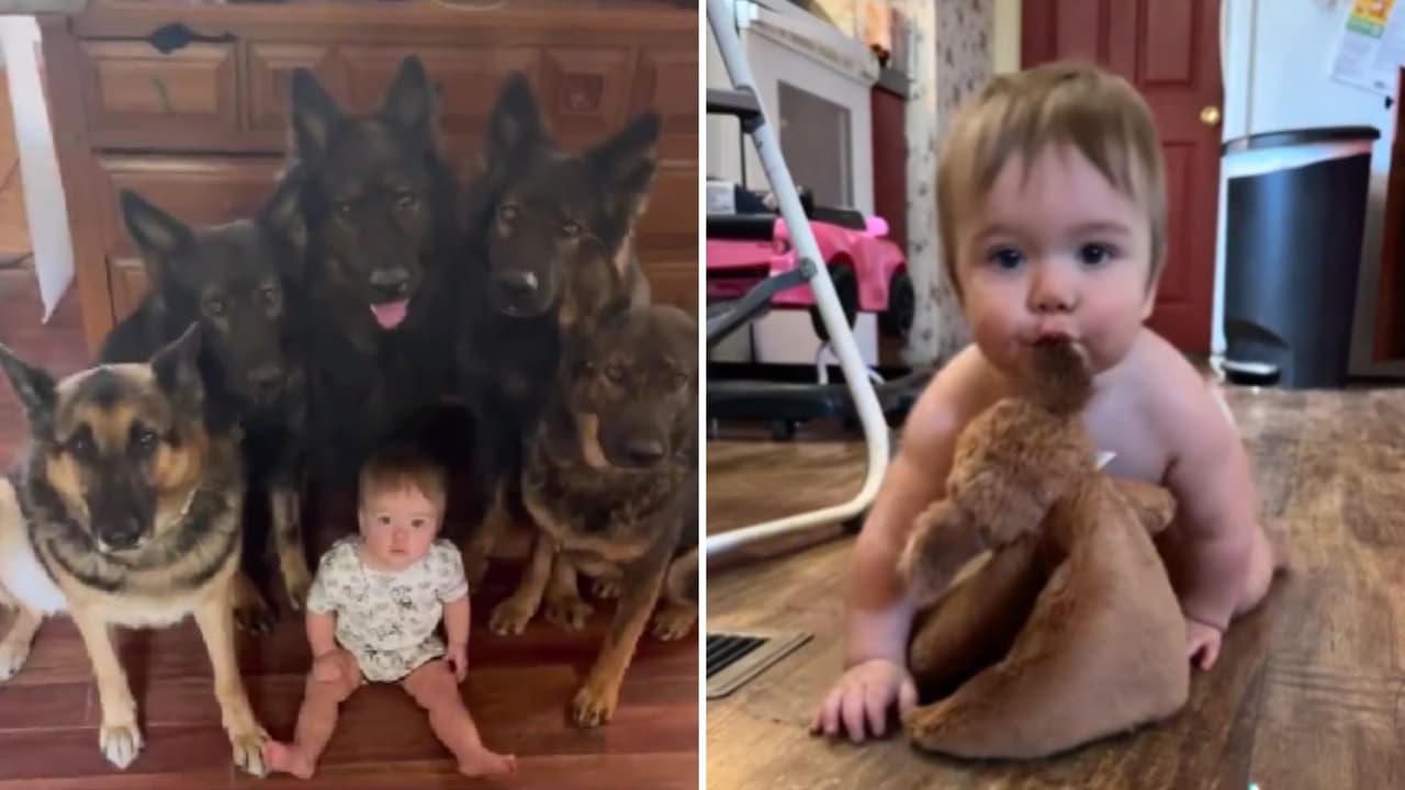 Niña creció rodeada de perritos y actúa como si fuera uno de ellos: videos asombran a TikTok