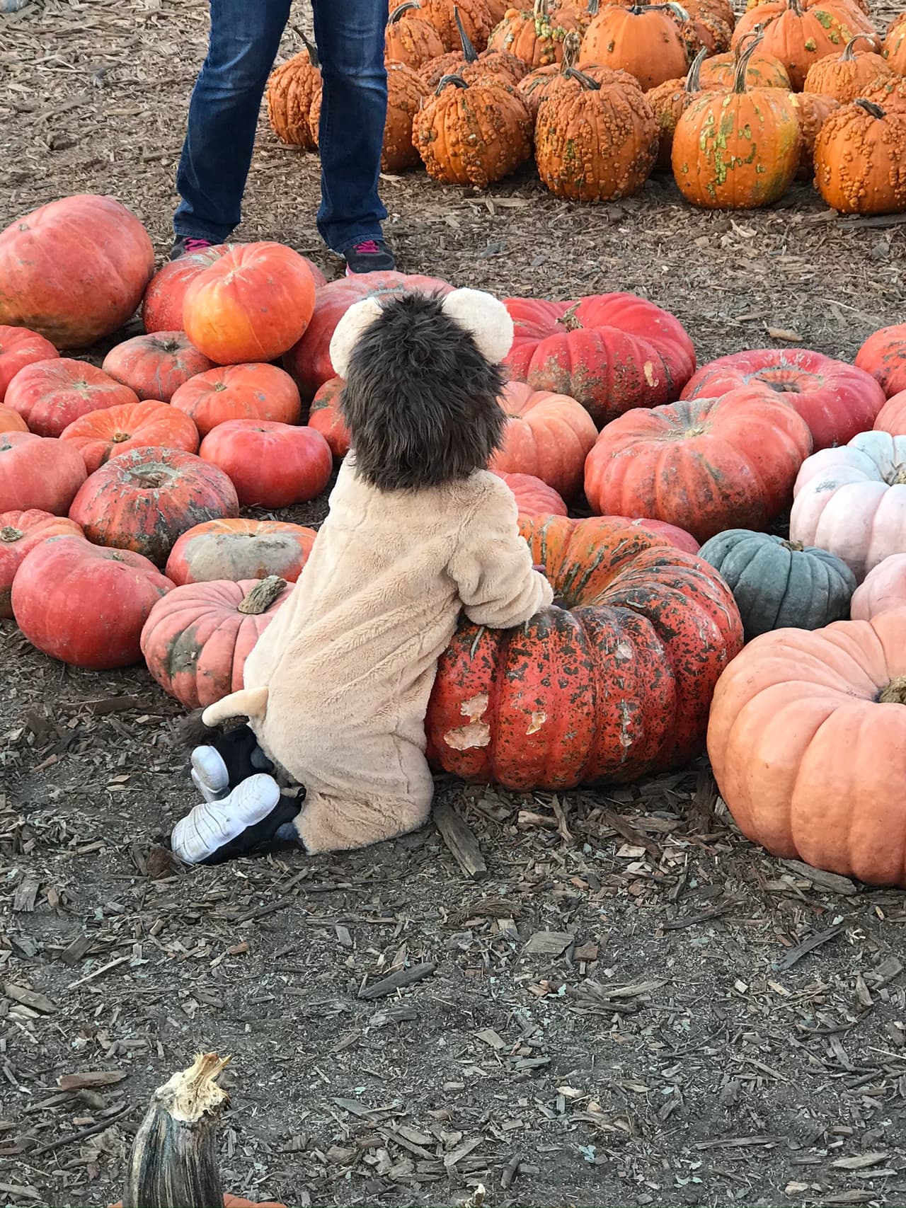 Y los más pequeños se convertirán en los expertos en el fruto decorativo.