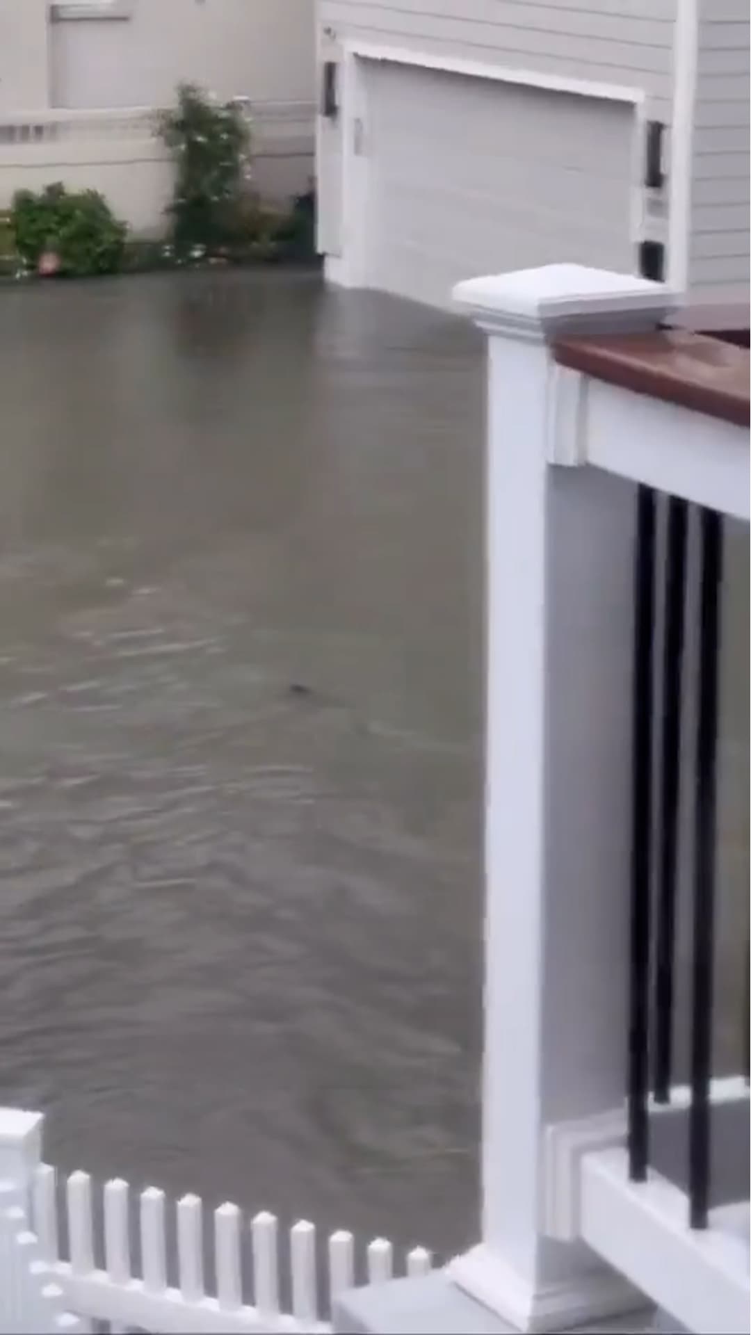 ¿Un tiburón en Nueva Jersey?