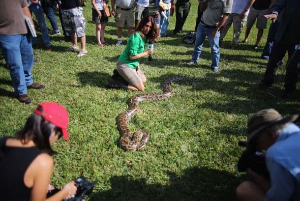 La fauna de los Everglades tiene en las pitones una serie amenaza, ya que este reptil puede comerse incluso un aligátor, tal y como han podido comprobar los vigilantes del área.