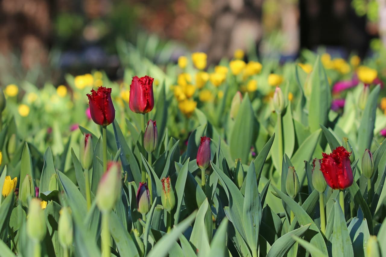 “El clima cálido reciente ha provocado que florezcan más tulipanes esta semana”, escribieron en sus redes sociales.