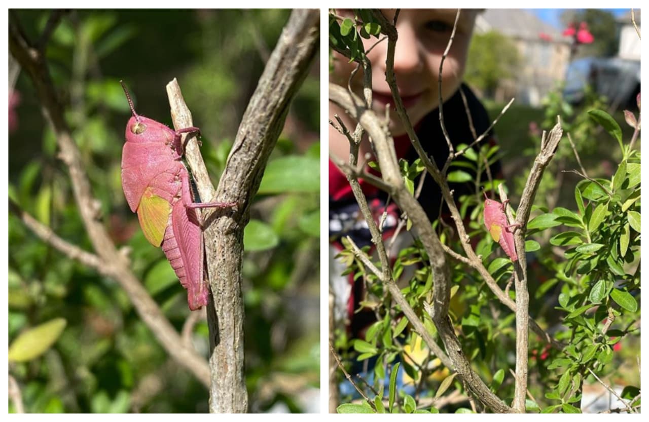 Un extraño saltamontes es visto por un niño de 3 años en su patio