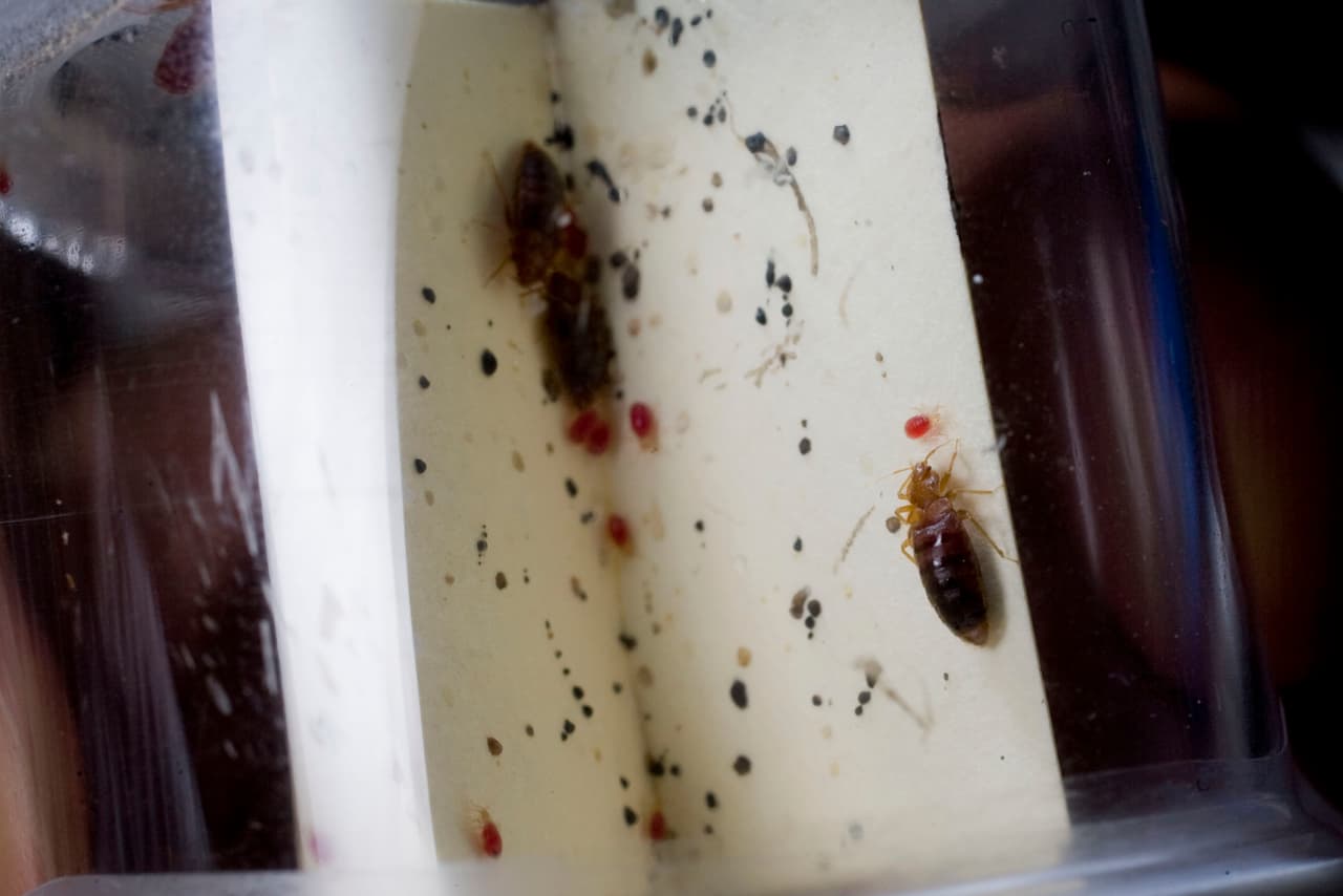 ¿Les importa el color de tus sábanas a los chinches?