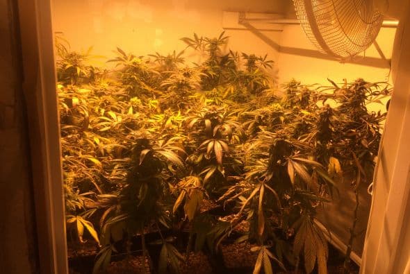 La Policía de Austin desmanteló este martes una casa al sur de Austin en donde fueron encontradas más de 400 plantas de marihuana. La residencia se ubicaba en el número 3702 de la calle Alexandria Drive entre las calles William Cannon Drive y Davis Lane.