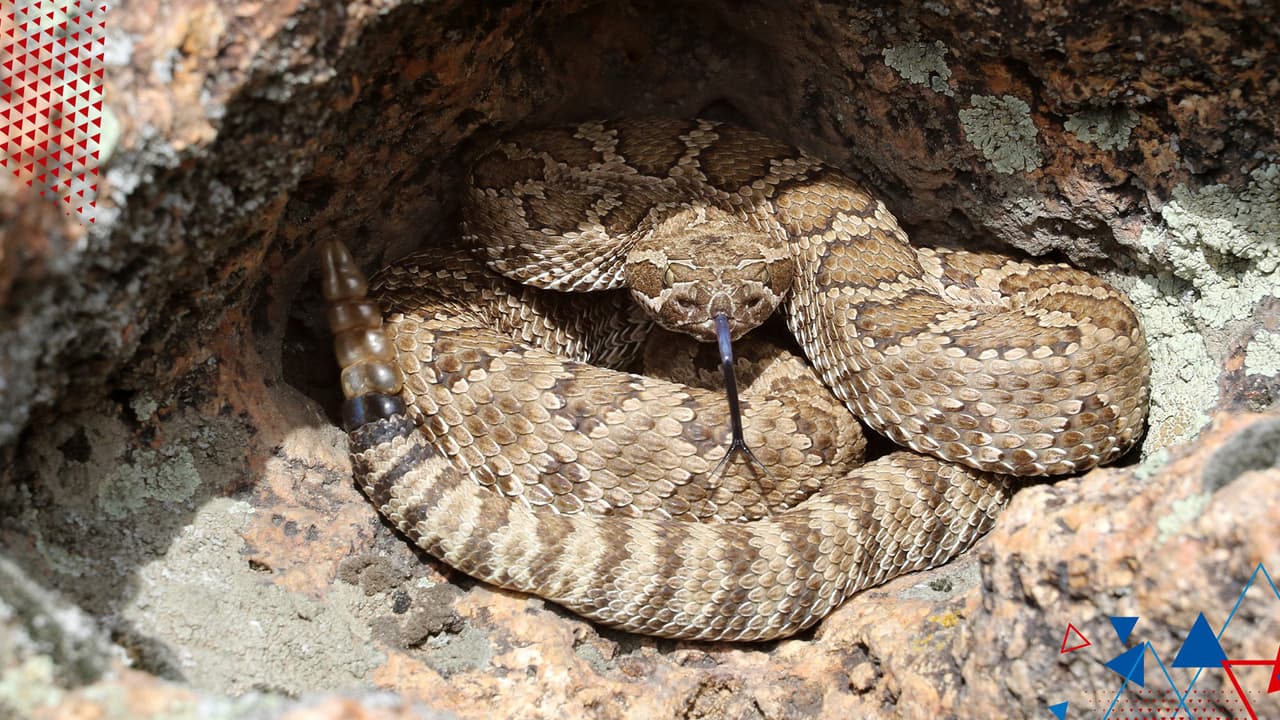 Lo más importante que puede hacer si su mascota es mordida por una serpiente venenosa es llevarla al veterinario lo antes posible. 
<br>
<br>
<b>"Succionar el veneno no funciona, ¡no lo intente!"</b>, advierte el alguacil Mark Herman.