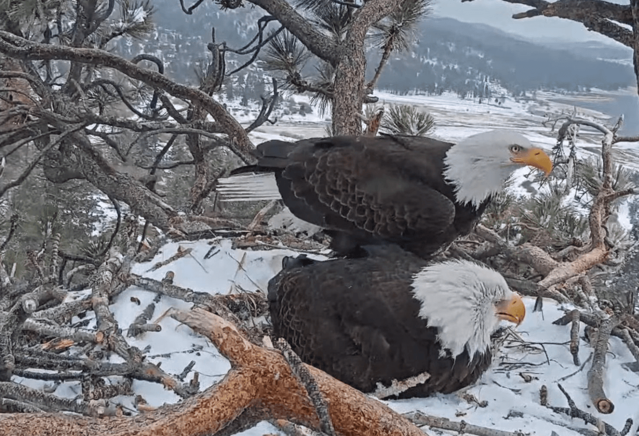 La pareja de águilas calvas, 
<a href="https://www.univision.com/local/los-angeles-kmex/la-familia-de-aguilas-calvas-esta-en-riesgo-por-clima-extremo-en-california-fotos" target="_blank">Jackie y Shadow</a> ya tenían una gran cantidad de seguidores en 2019. Sin embargo, con la llegada de la pandemia, la vida de las aves transmitida en vivo en la cuenta de Facebook de Friends of Big Bear Valley, los catapultó.