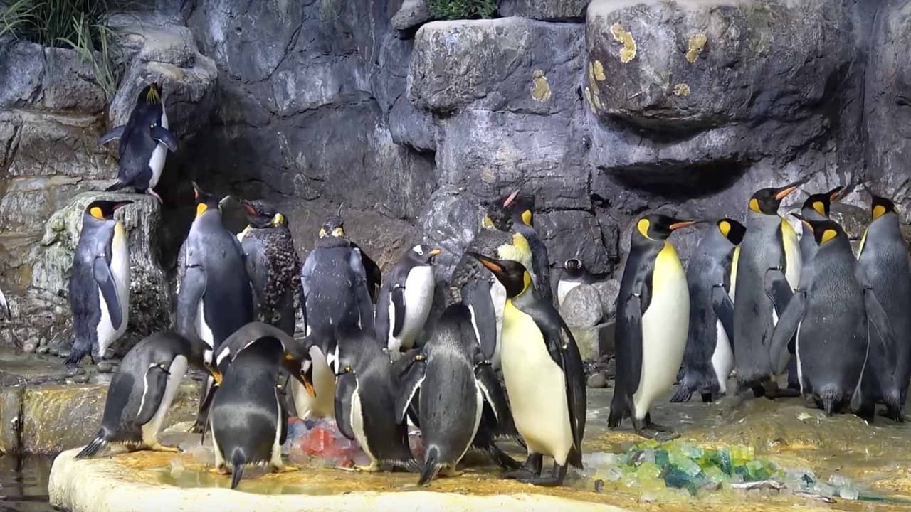 Por lo tanto, la predicción de los pingüinos de Moody Gardens.