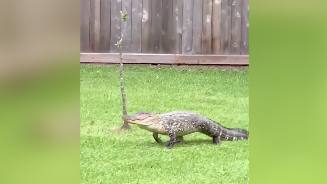 Gardner dijo a Univision 45 que está no es la primera vez que se encuentran con reptiles merodeando en el área.