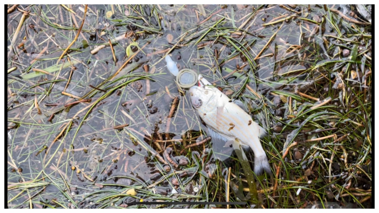 Vuelve a suceder: peces muertos en la bahía de Biscayne