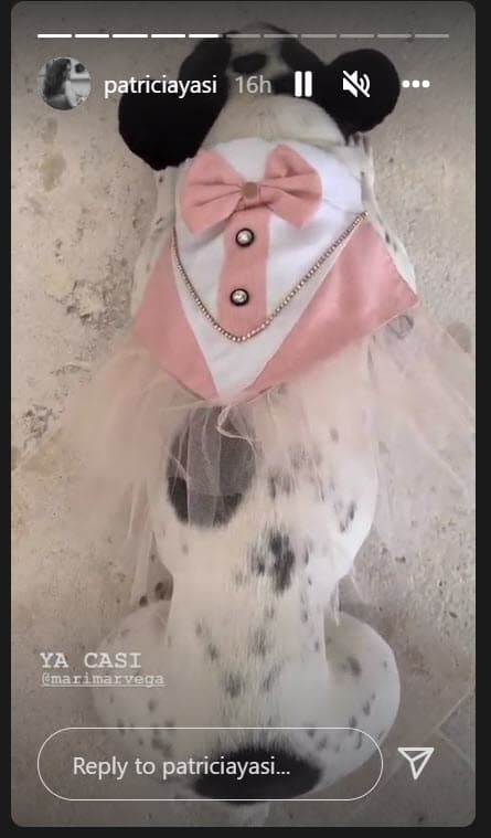 Y es que la mascota de la actriz vistió un look a juego del vestido de la novia. Para Vega, 'La Chata' es alguien muy importante en su vida. 
<br>