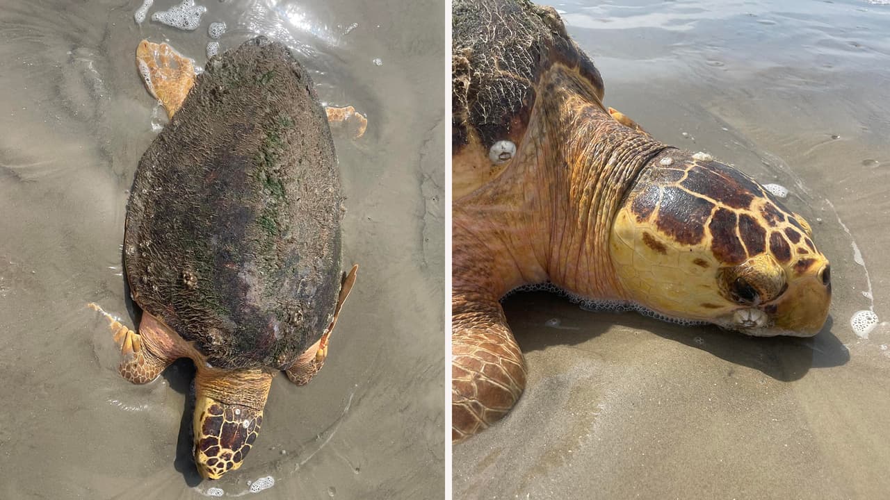 Rescatan a dos tortugas bobas que estaban varadas en la isla de Galveston