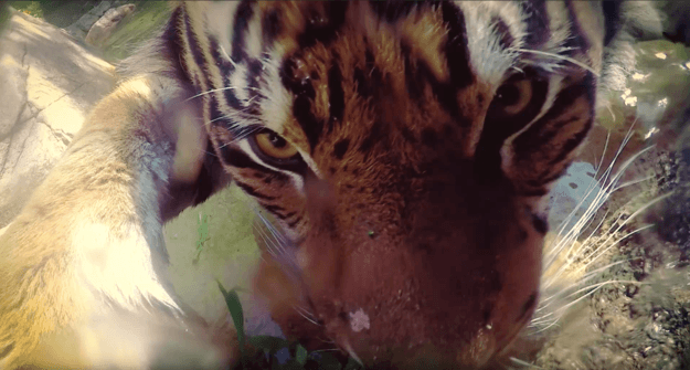 Animales se toman “selfies“ en el zoológico de Los Ángeles