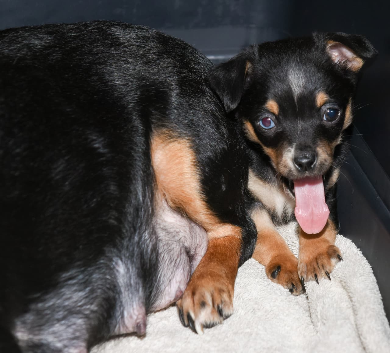 Las tarifas de adopción incluye: cirugía de esterilización / castración, primera serie de vacunaciones, microchip, antiparasitarios, prevención de pulgas y parásitos del corazón.