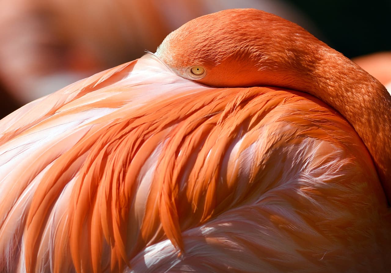 Los flamencos nacen de color gris pero obtienen el color rosado de sus plumas, patas y pico a partir de su alimento: camarones. Estos crustáceos lo obtienen, a su vez, de los químicos presentes en las plantas acuáticas de las que se alimentan.
