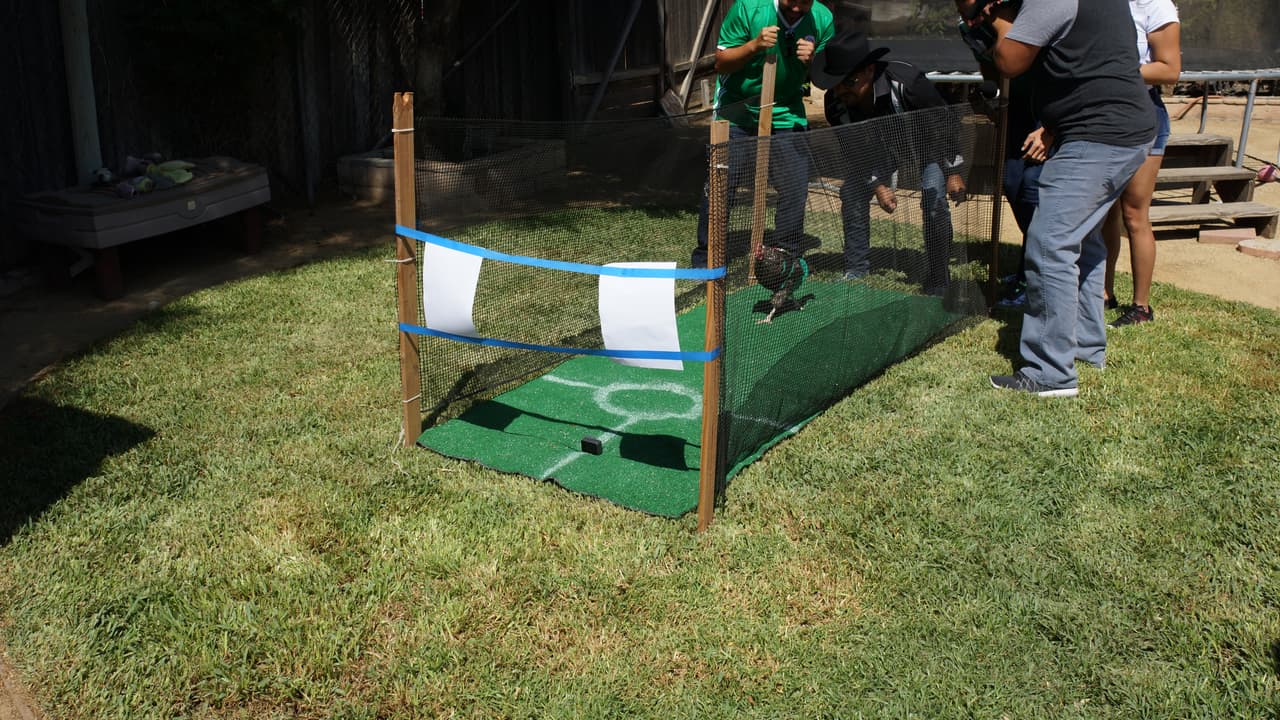 La Gallina Vidente llega al Gordo y La Flaca.