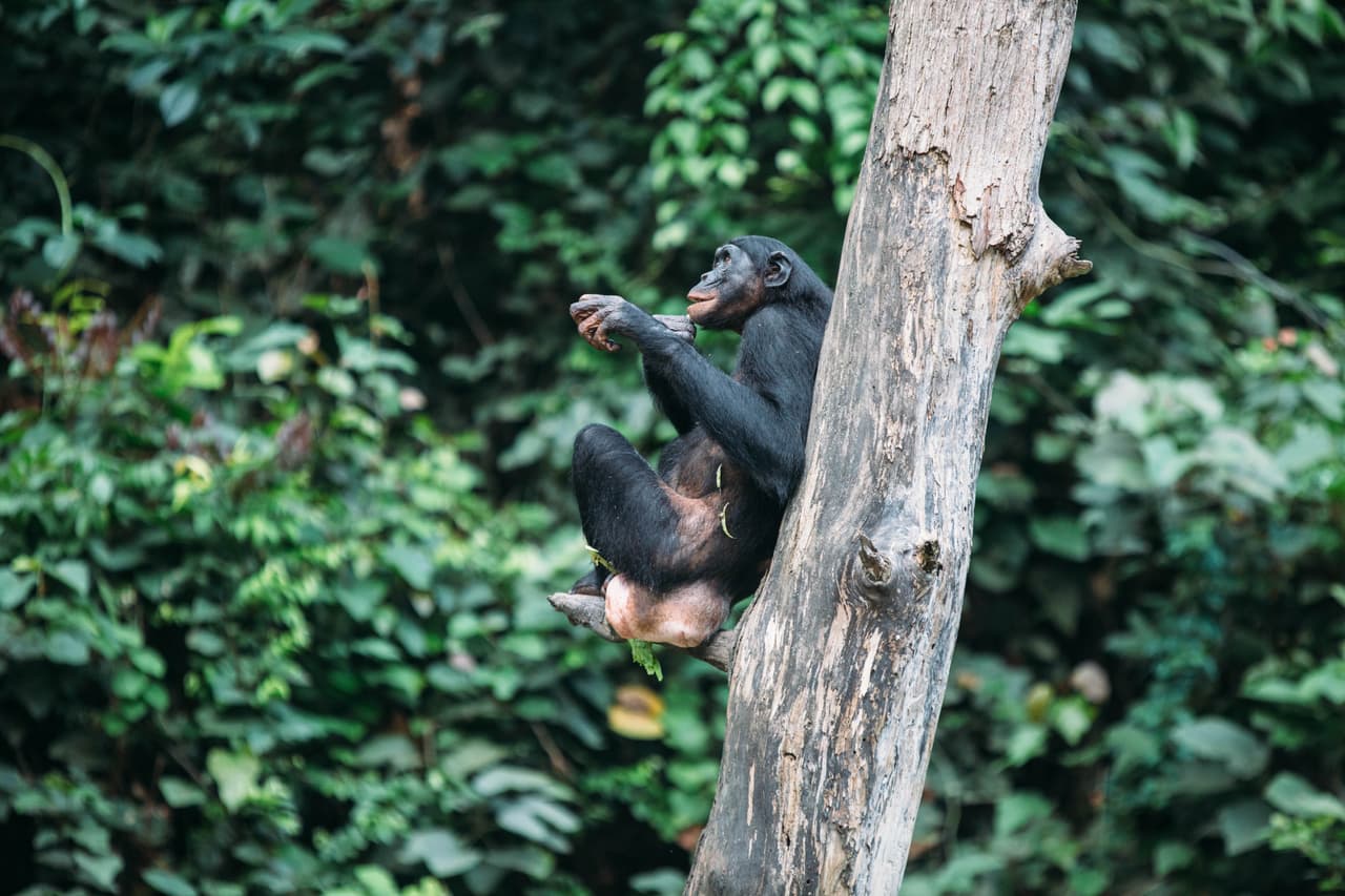 Los bonobos son ávidos escaladores debido a sus pulgares oponibles. Pasan la mayor parte de su vida en los árboles, donde construyen nidos donde descansan y duermen durante la noche.