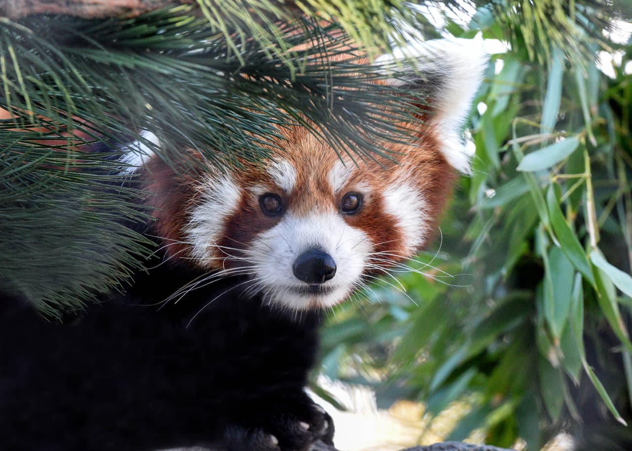 Las familias también pueden visitar muchos de los animales del zoológico en persona durante la última semana de Holiday Magic. Los últimos días son del 26 al 31 de diciembre de 3 a 9 p.m.